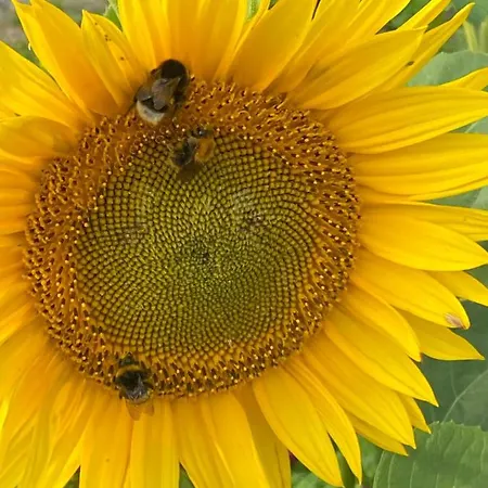 Lejlighed Gut Gross Fedderwarden, Emma *